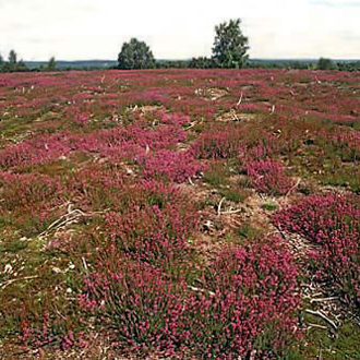 Regenerating Heather (Calluna vulgaris) provides a good habitat