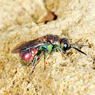 The ruby-tail wasp Hedychridium ardens