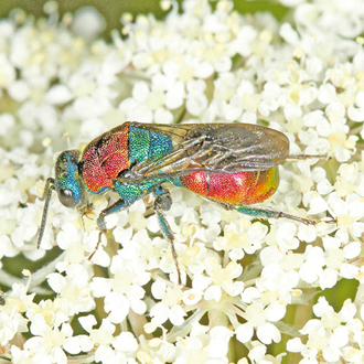 Female Ruby-tail wasp Hedychrum nobile