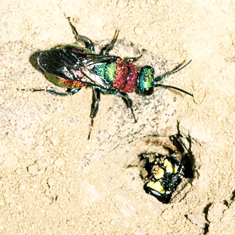 Face to face with a female Cerceris arenaria
