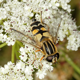 The hoverfly Helophilus trivittatus is not that common but turns up in coastal areas as much as any habitat