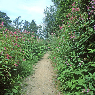 Pest number 1: Himalayan Balsam (Impatiens balsamifera)