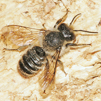The nationally scarce Hoplitis claviventris is found in various habitats