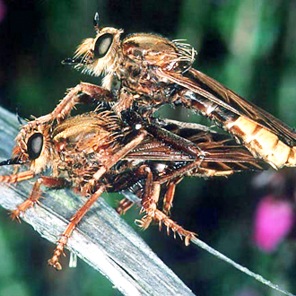 Hornet robberflies (Asilus crabroniformis) mating
