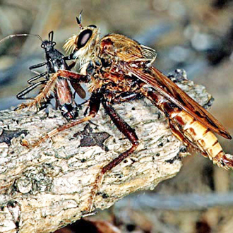 Hornet robberfly (Asilus crabroniformis) feeding