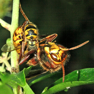 Hornet worker with Vespula germanica worker as prey