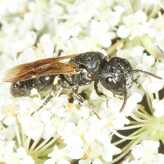 Female Hylaeus cornutus with the distinctive all-black face and prongs