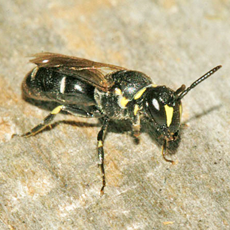 Female Hylaeus incongruus, a Red Data Book species