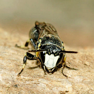 Male Hylaeus incongruus, showing the extensive white markings on the face