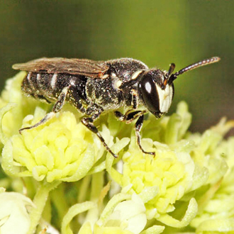 Male Hylaeus signatus on Wild Mignonette (Reseda lutea)