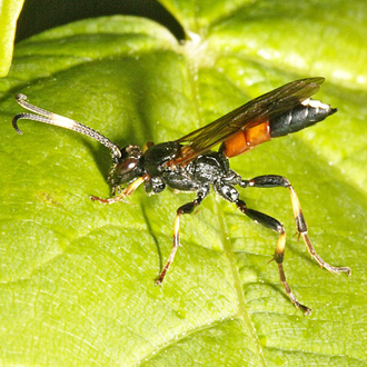 A colourful female Ichneumon suspiciosus