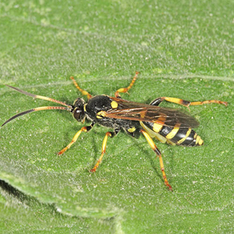 The impressive Ichneumon xanthorius