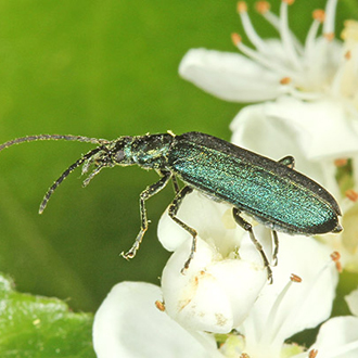 Ischnomera cyanea is nationally scarce