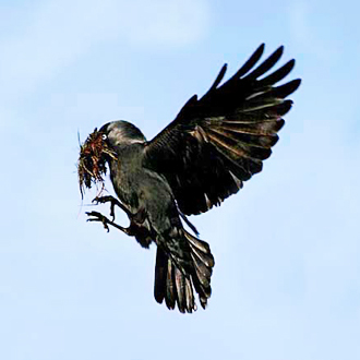 Jackdaw (Corvus monedula) en route to its chimney nest site
