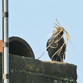 Ready to go into the nest, which can contain five young