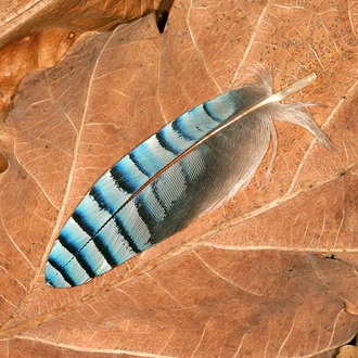 Jays profit from, and contribute to, Oak woodland