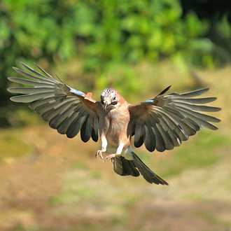 Jays are typically intelligent like all Corvids