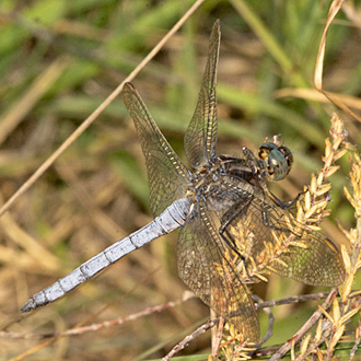 Male Keeled Skimmer (Orthetrum coerulscens)