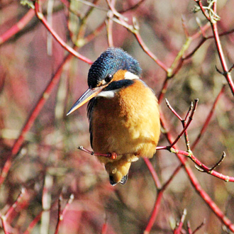 A mature female showing all the plumage's brilliance in the sun