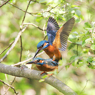 A pair of Kingfishers mating