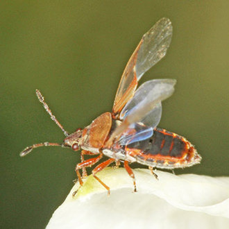 Birch Catkin Bug (Kleidocerys resedae) taking off