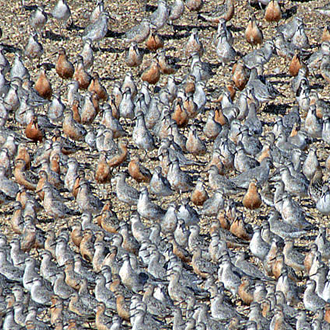 Flocks of Knot (Calidris calutus) are remarkably close packed
