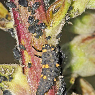 Larvae are ferocious predators, especially of aphids