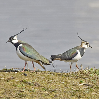 Lapwing courtship is harder to see now in lowland England