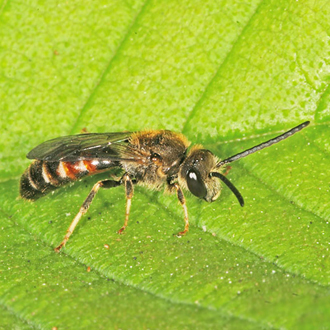 Lasioglossum calceatum male