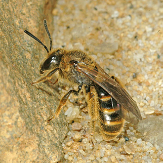 Lasioglossum calceatum female