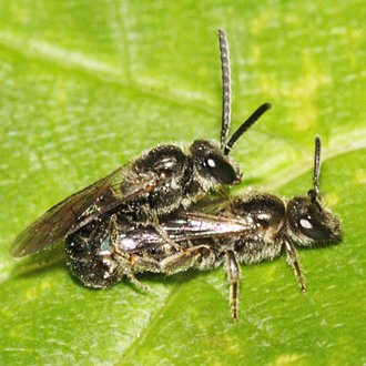 A mating pair of Lasioglossum parvulum