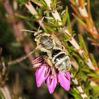Lasioglossum prasinum females flit around between heather plants