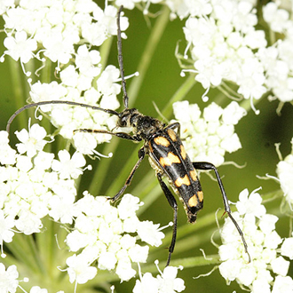 Leptura quadrifasciata is local in incidence