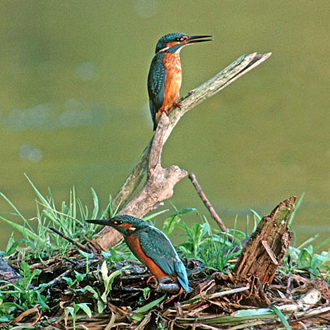 Two for the price of one as siblings show aggression to each other