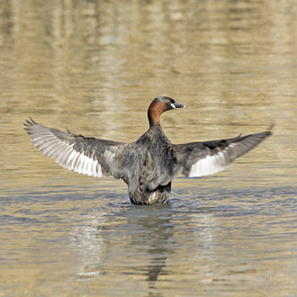 Little Grebe (Tachybaptus ruficollis) are larger than often they seem