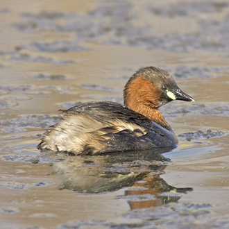 Little Grebe diving procedure 1