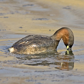 Little Grebe diving procedure 2