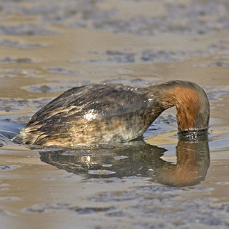 Little Grebe diving procedure 3