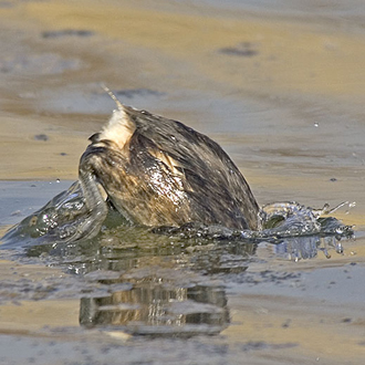 Little Grebe diving procedure 4 - even faster than the Tufted Duck