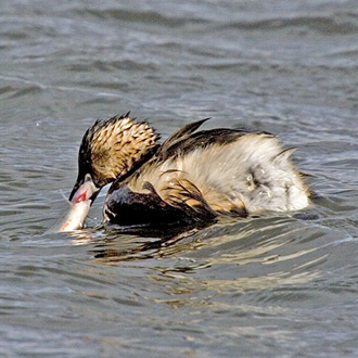 A seemingly successful result, but this fish was too big for the bird to swallow