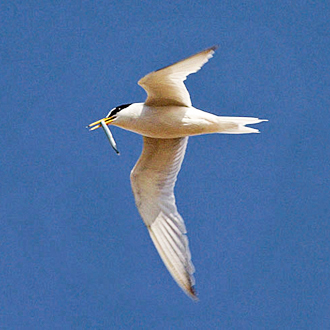 Little Tern (Sterna albifrons) carrying a Lesser Sandeel
