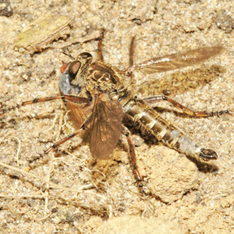 Male Brown Heath Robberfly (Machimus cingulatus) with prey