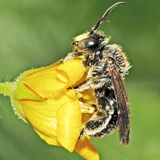 Male Macropis europaea showing the yellow face