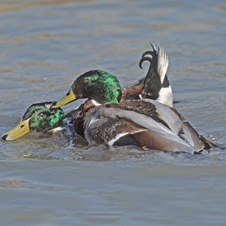 Fights between Mallard (Anas platyrhyncos) drakes can be ferocious
