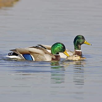 Mating can be pretty violent as well