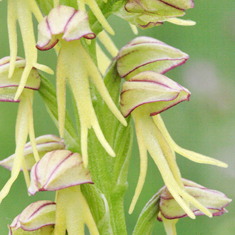 Close-up of a Man Orchid, showing why the plant has that name