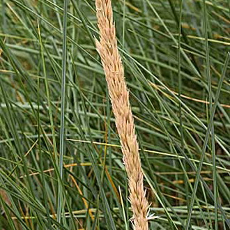 Marram Grass (Ammophila arenaria) is a superb pioneer