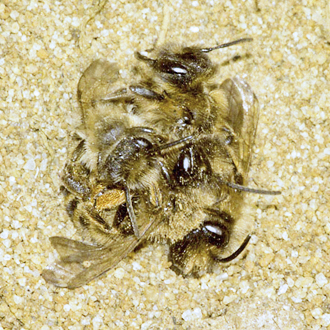 Andrena flavipes mating in typically chaotic style