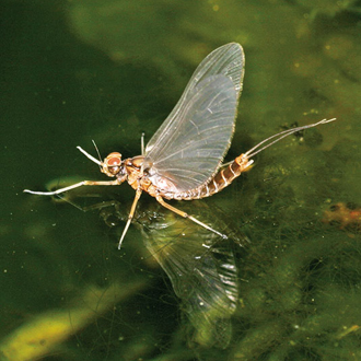 Mayfly Centroptilum luteolum subimago, before the final moult
