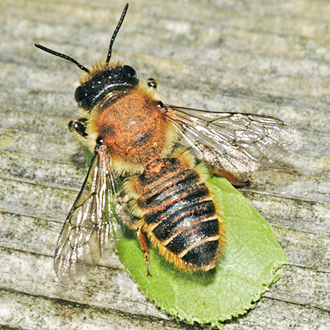 Megachile centuncularis with leaf heading for her nest in brickwork